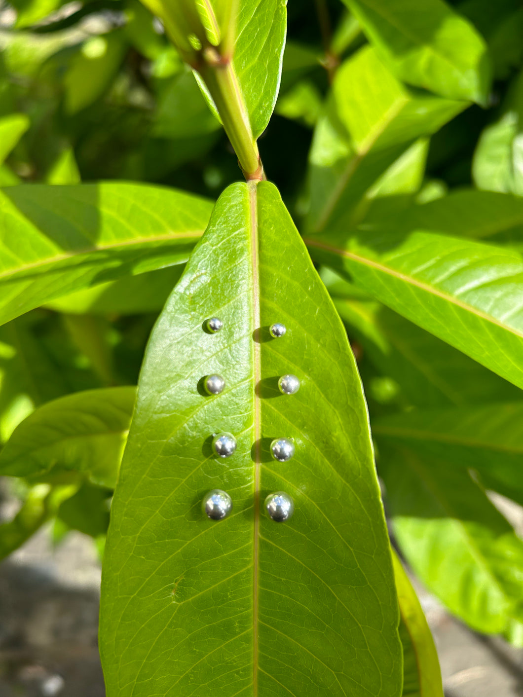 Ball Point Studs